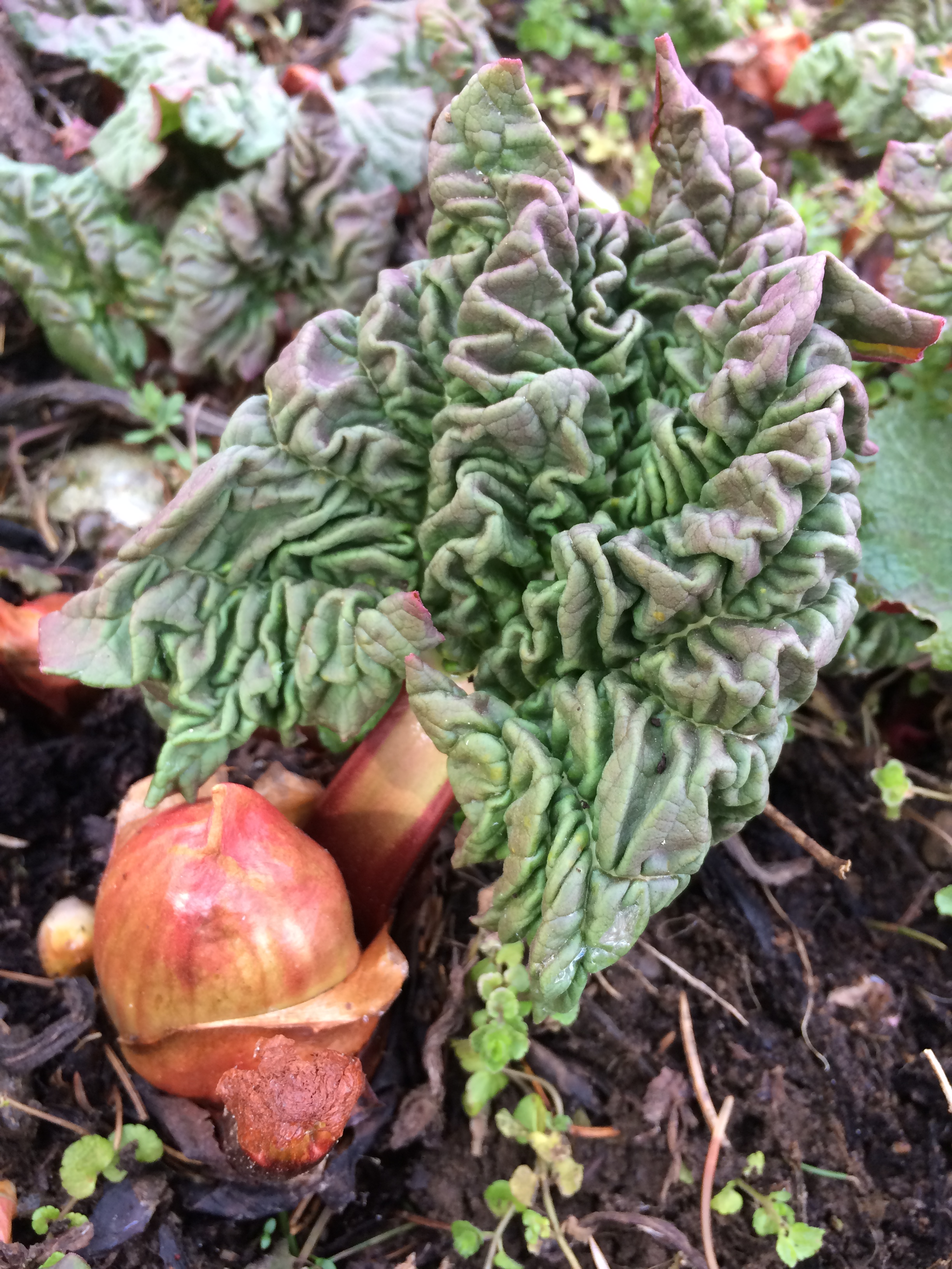 Rhubarb emerging