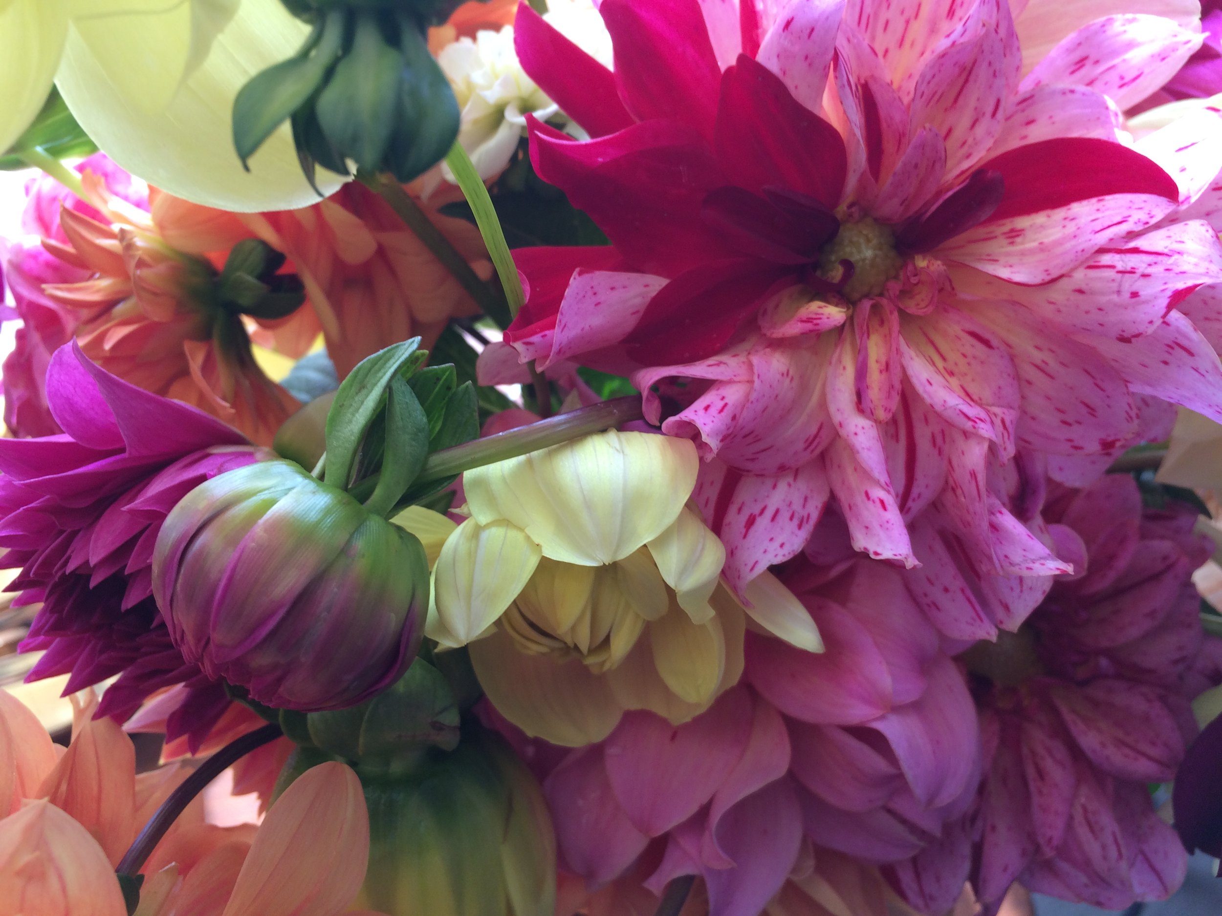 Cutting Flowers