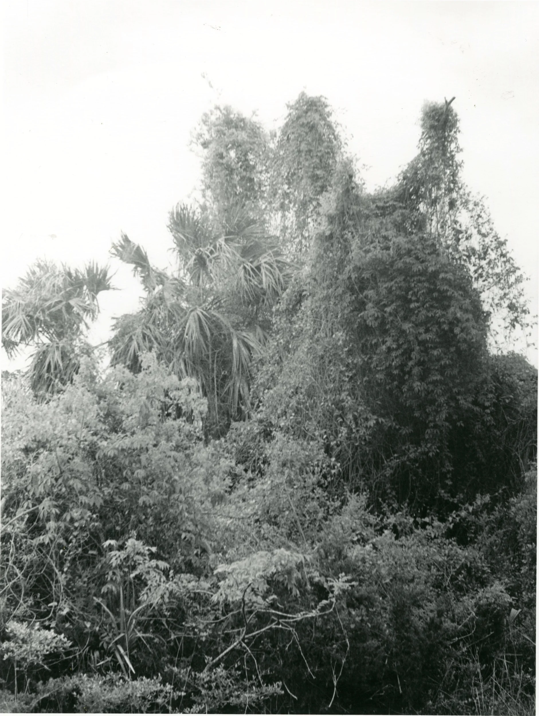 Pinckney Island, South Carolina, 2018