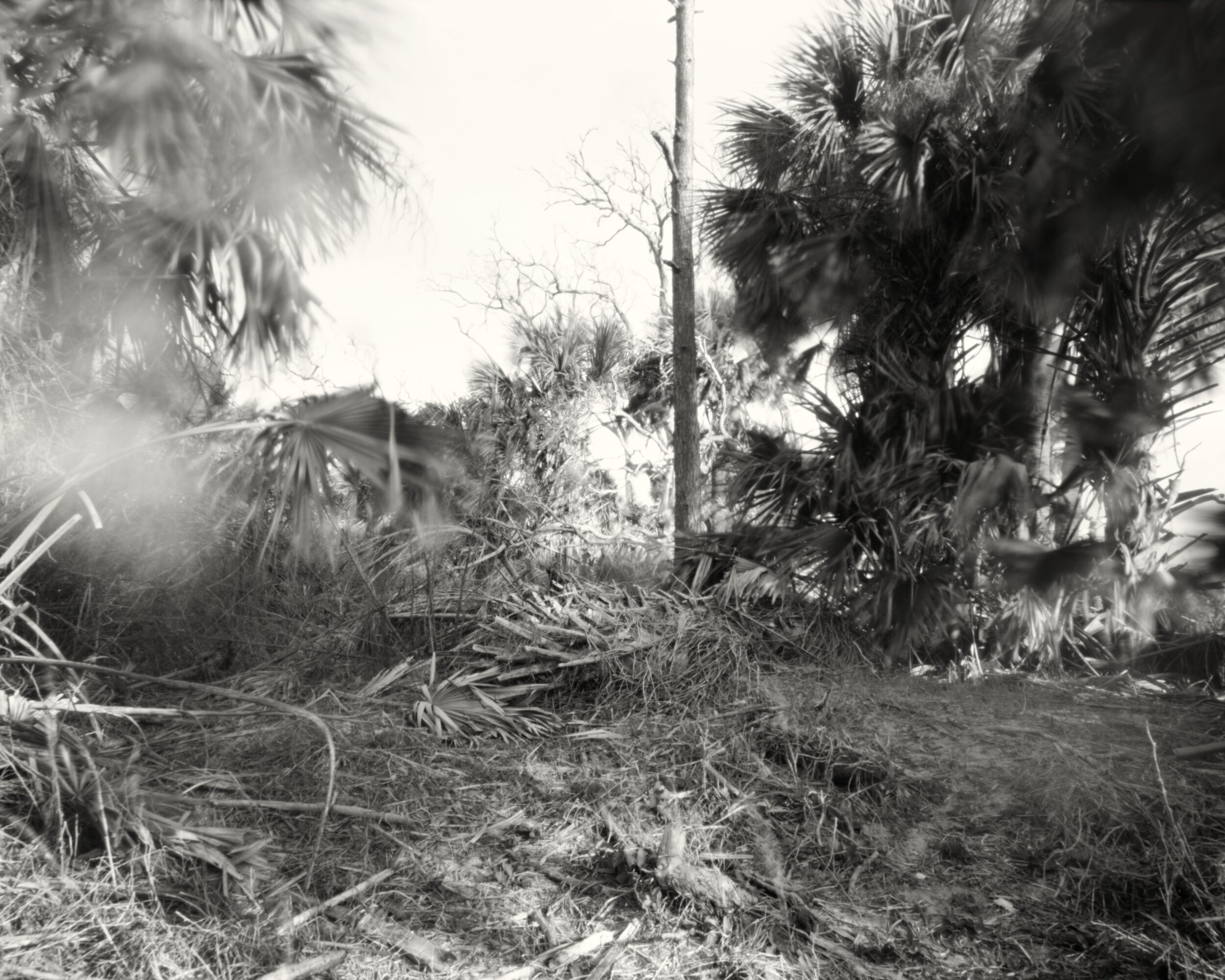 Breath Study 7: Jekyll Island, GA