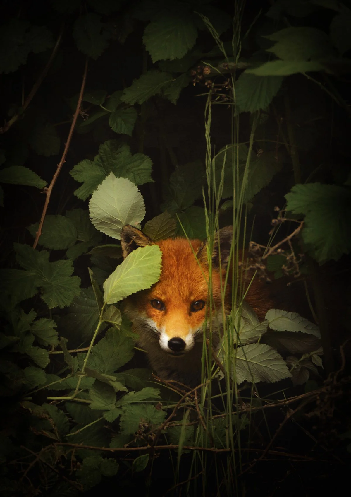 FoxA4NoTwigFinalb_LatestMOUTHFinal.jpg