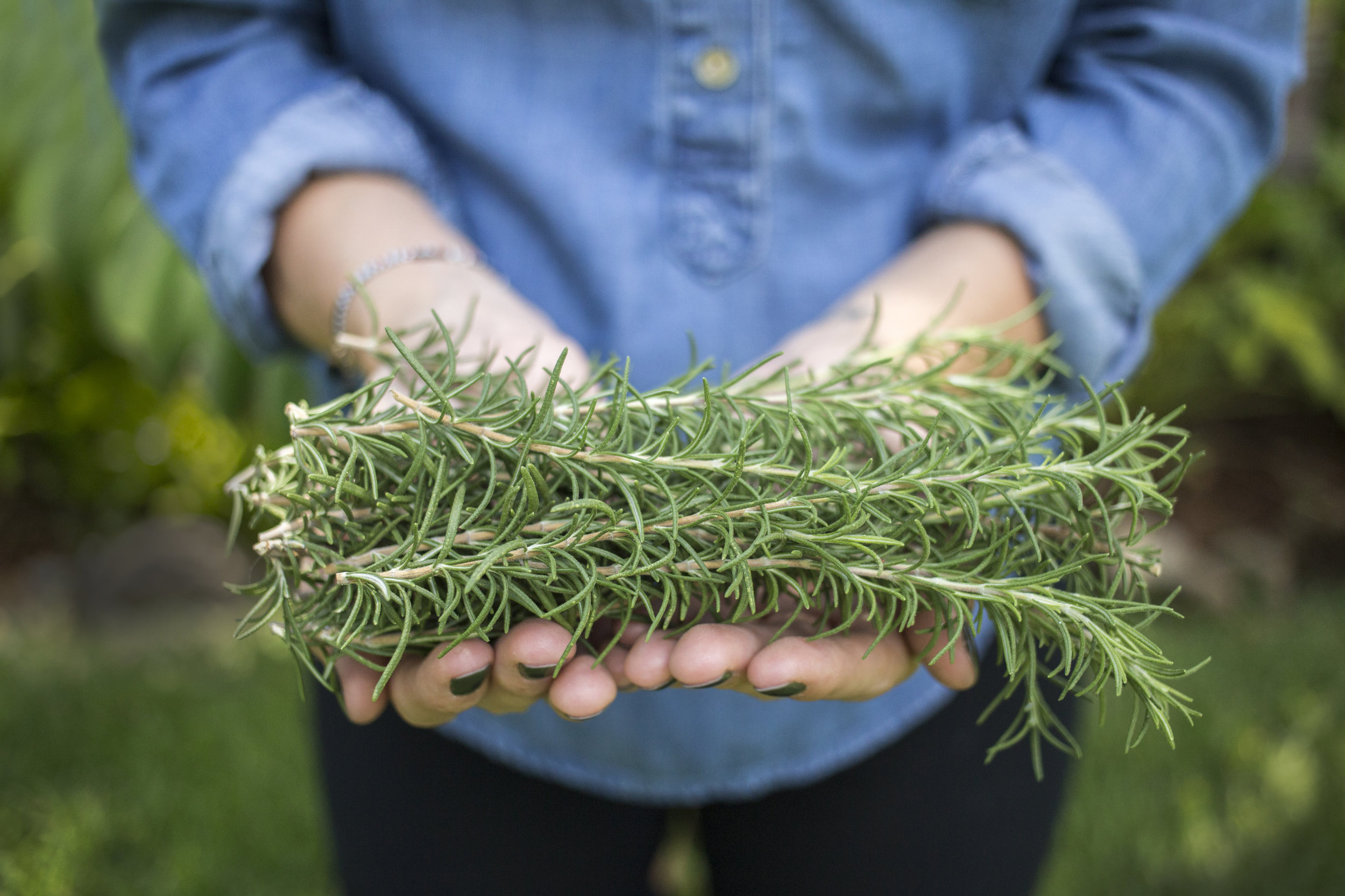 healing_herbs_2.jpg