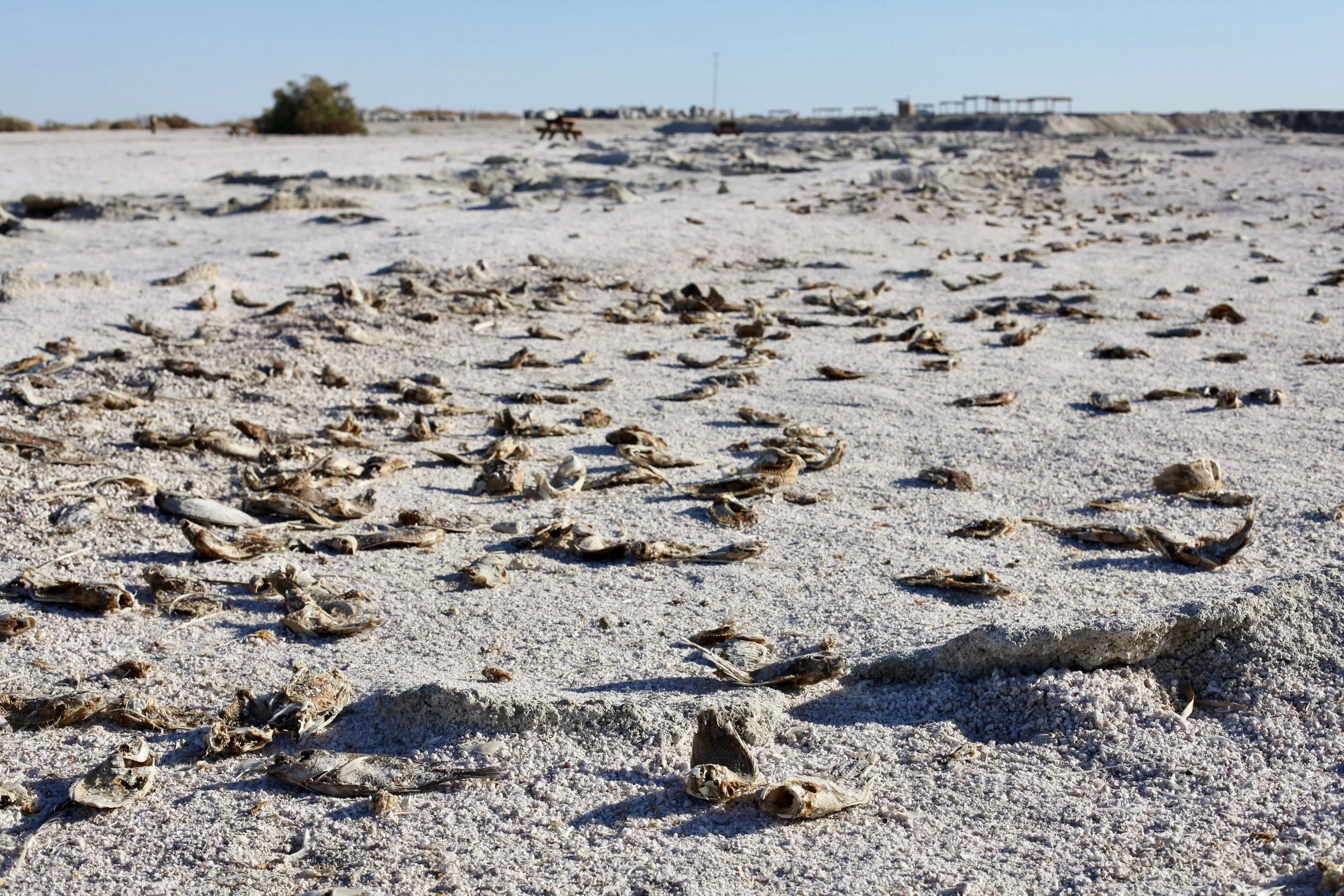 Hundreds of dead tilapia carcasses litter Mecca Beach on the Salton Sea’s eastern shore on Jan. 6, 2017. (Photo by Ethan Jakob Craft.)