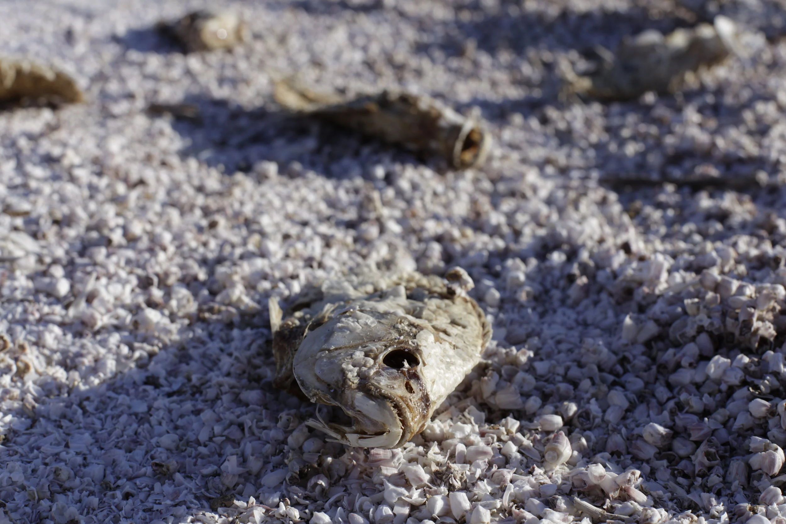 A mummified tilapia rots on the Salton Sea’s eastern shore on Jan. 5, 2017. (Photo by Ethan Jakob Craft.)