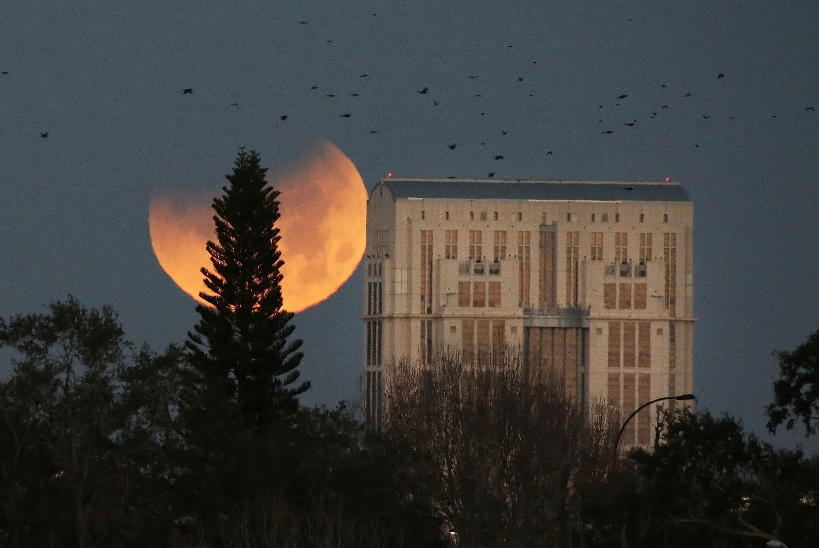“Birds take flight as the very rare Super Blue Blood Moon sets behind the Orange County Courthouse in #Orlando this morning.” Photo Courtesy of Red Huber (Twitter).