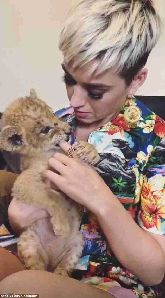 Recent photos of Katy Perry playing with baby lions in a Mexican ‘sanctuary’. It was later removed from Instagram when animal rights activists spoke out about these so-called sanctuaries designed for the very purpose of allowing celebs and visitors to pose with baby animals. When the animals get too big, they are often shoved in tiny cages, used for breeding, or euthanized.