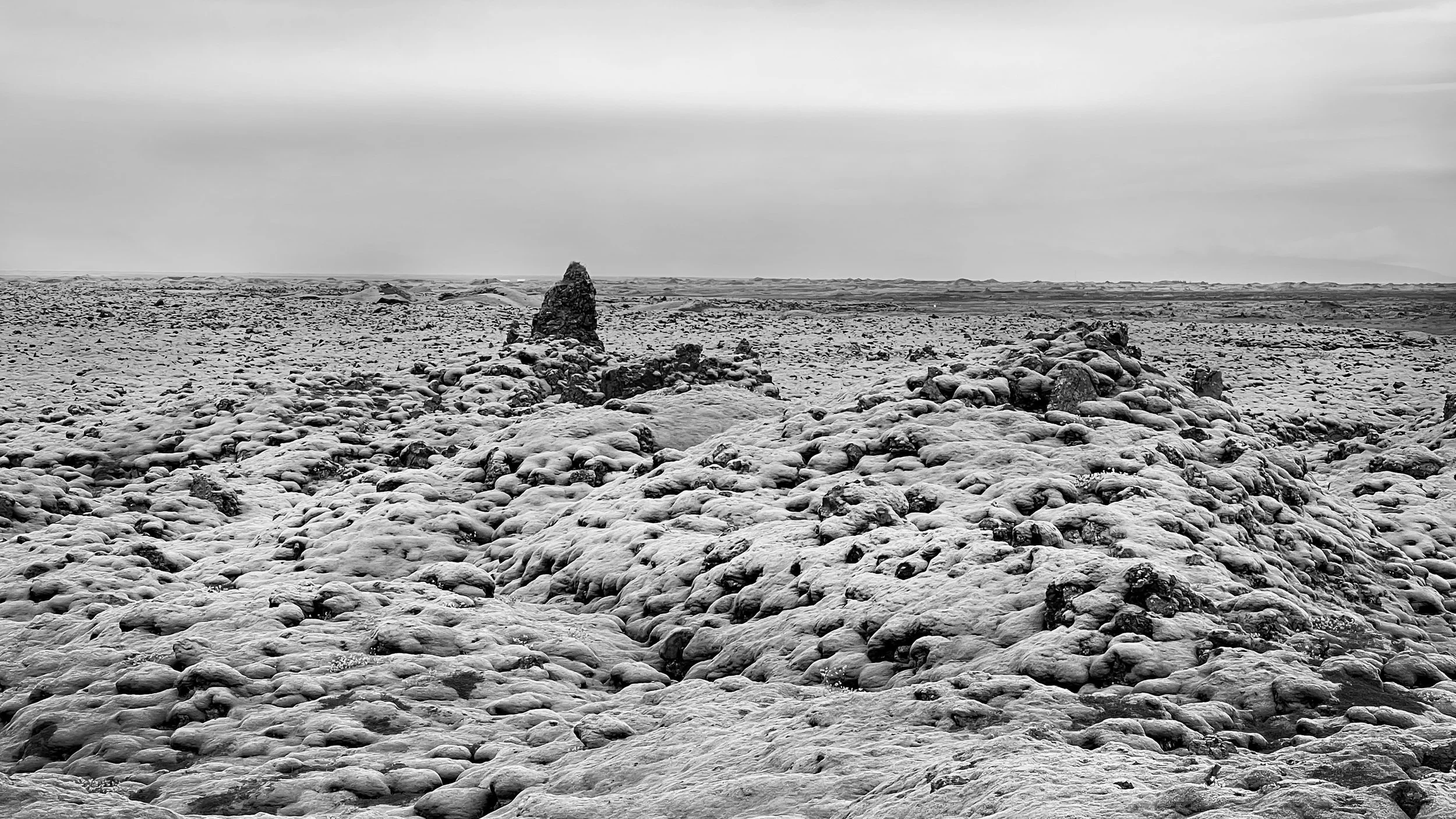 mosses2.jpg