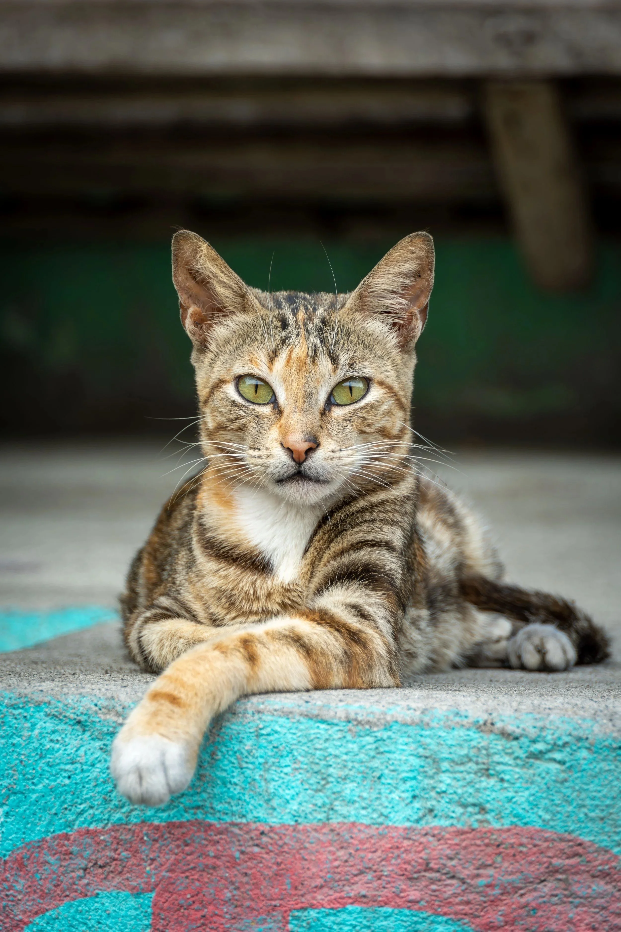 Want to hear your animals more easily and trust the messages you get?