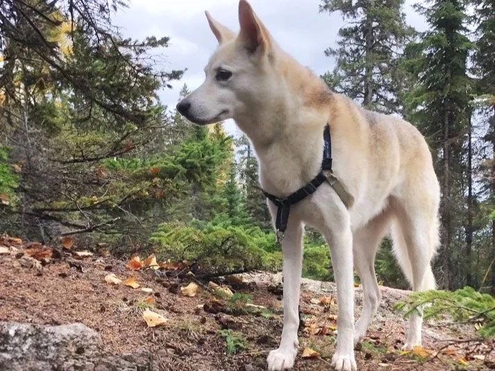 What your aging pet wants you to know