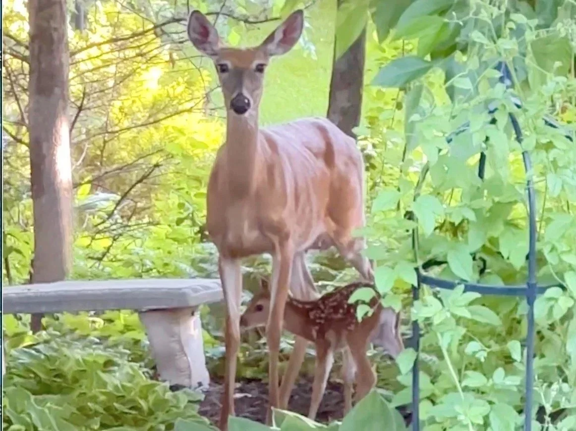 Are the Animals in Your Yard Trying to Tell You Something?