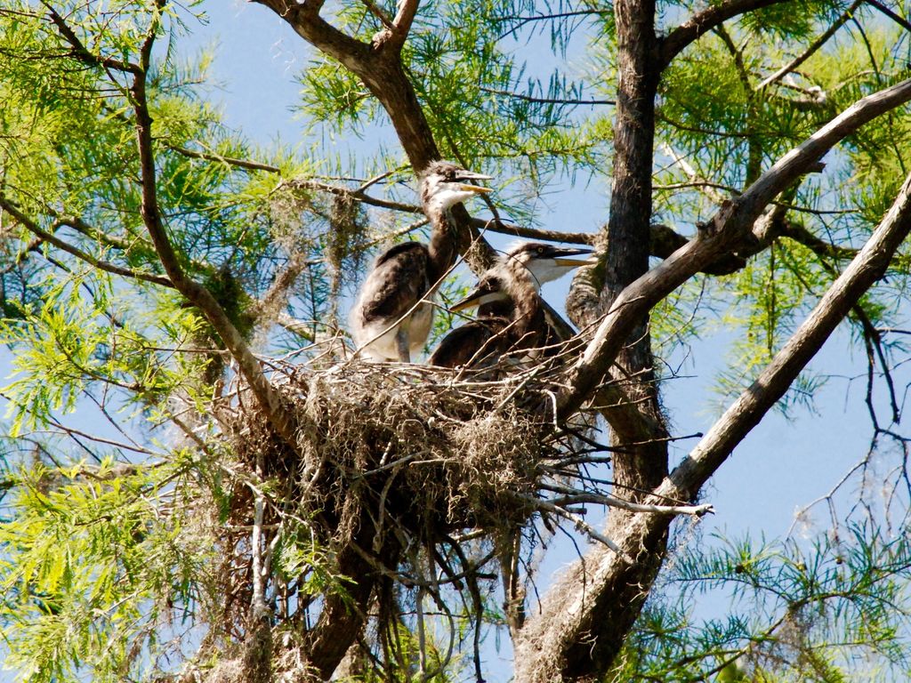  Wildlife abounds: A rare heron's nest discovered this spring on our river. 