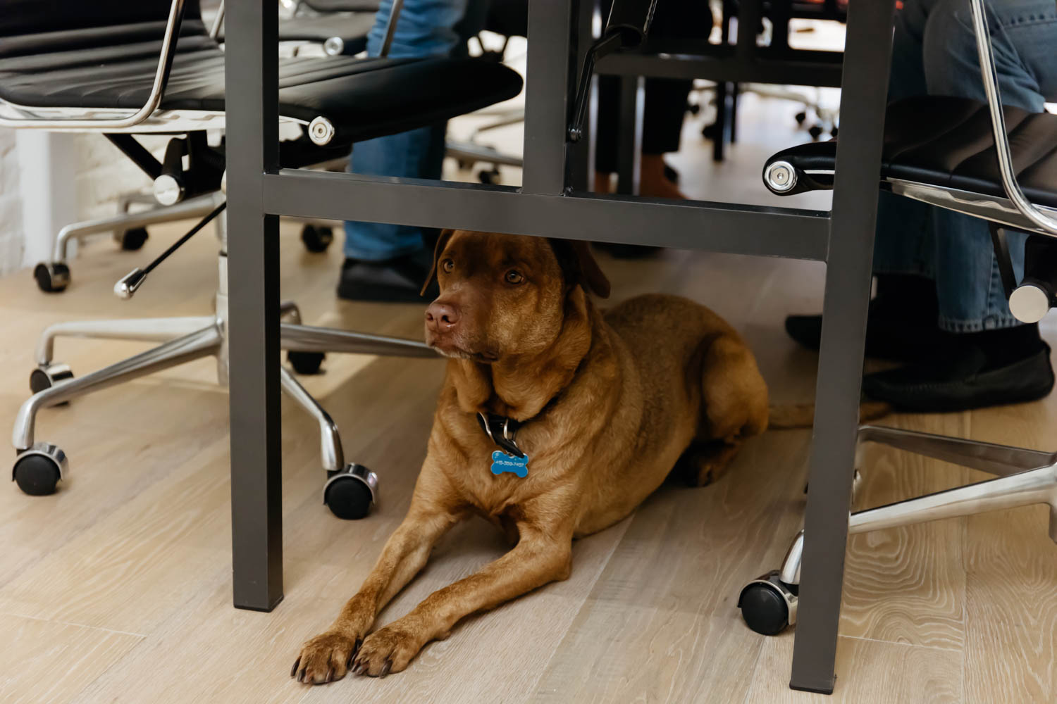 Taylor Lombardo Architects, San Francisco, California