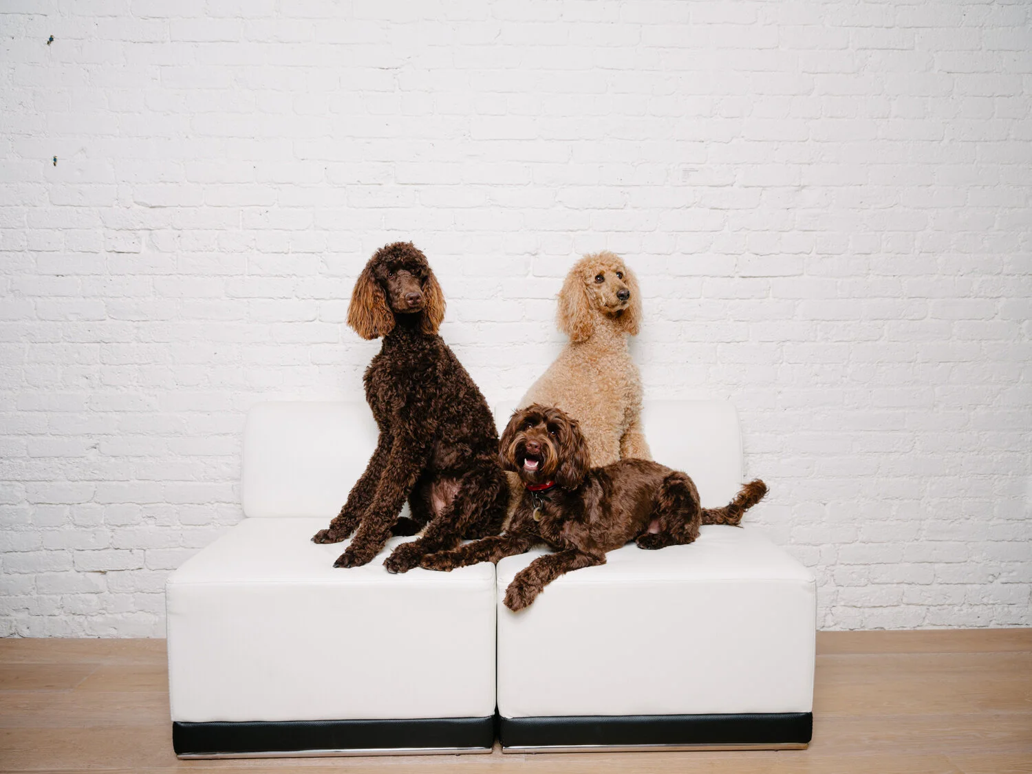 Taylor Lombardo Architects, San Francisco, California