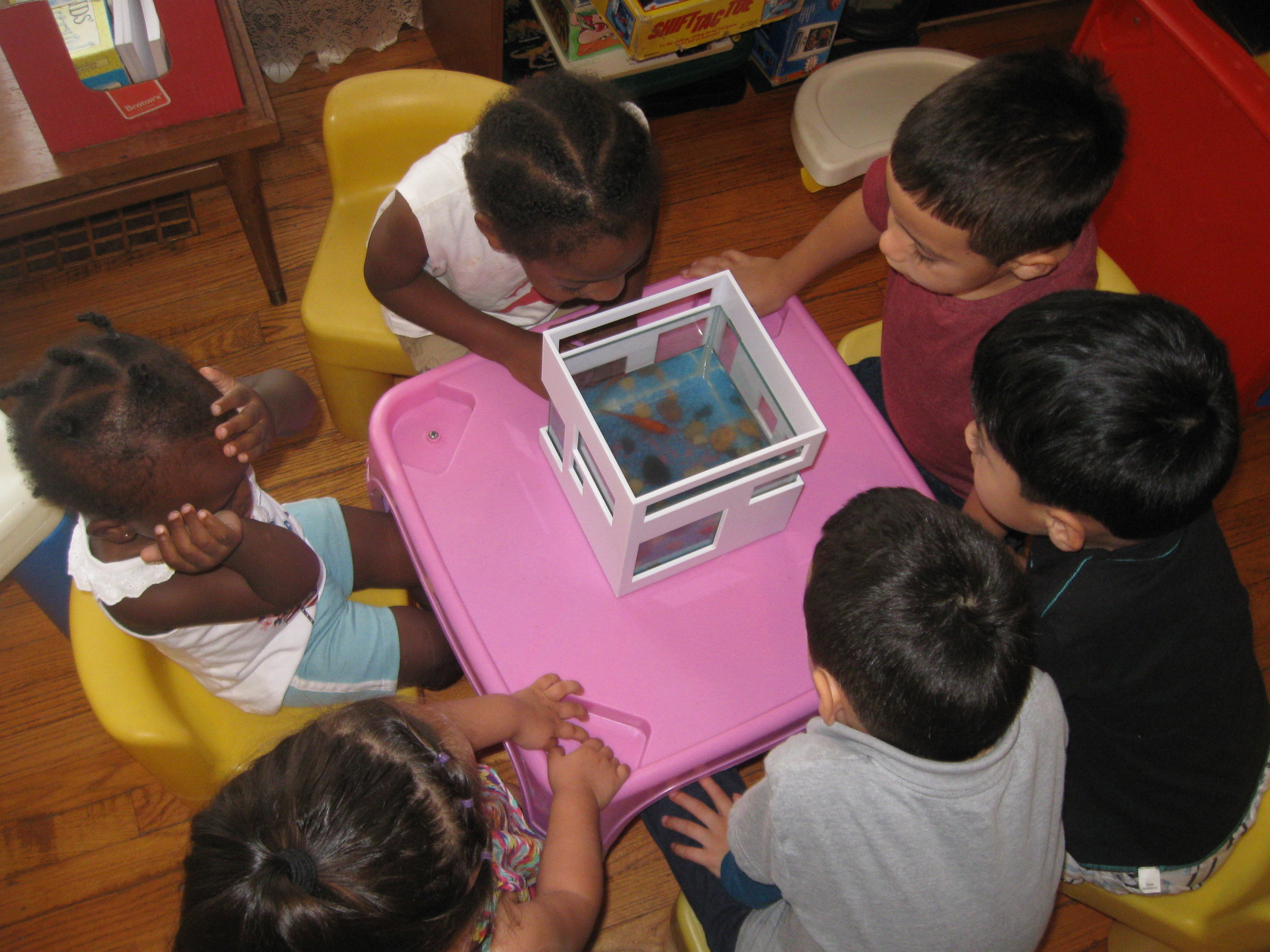 Learning more about our pet fish Nemo's environment.