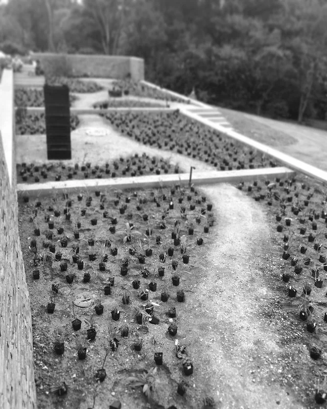 Surrey garden  (35) s.JPG