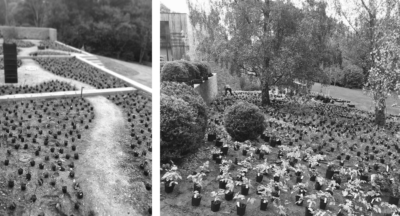 Surrey garden VV.jpg