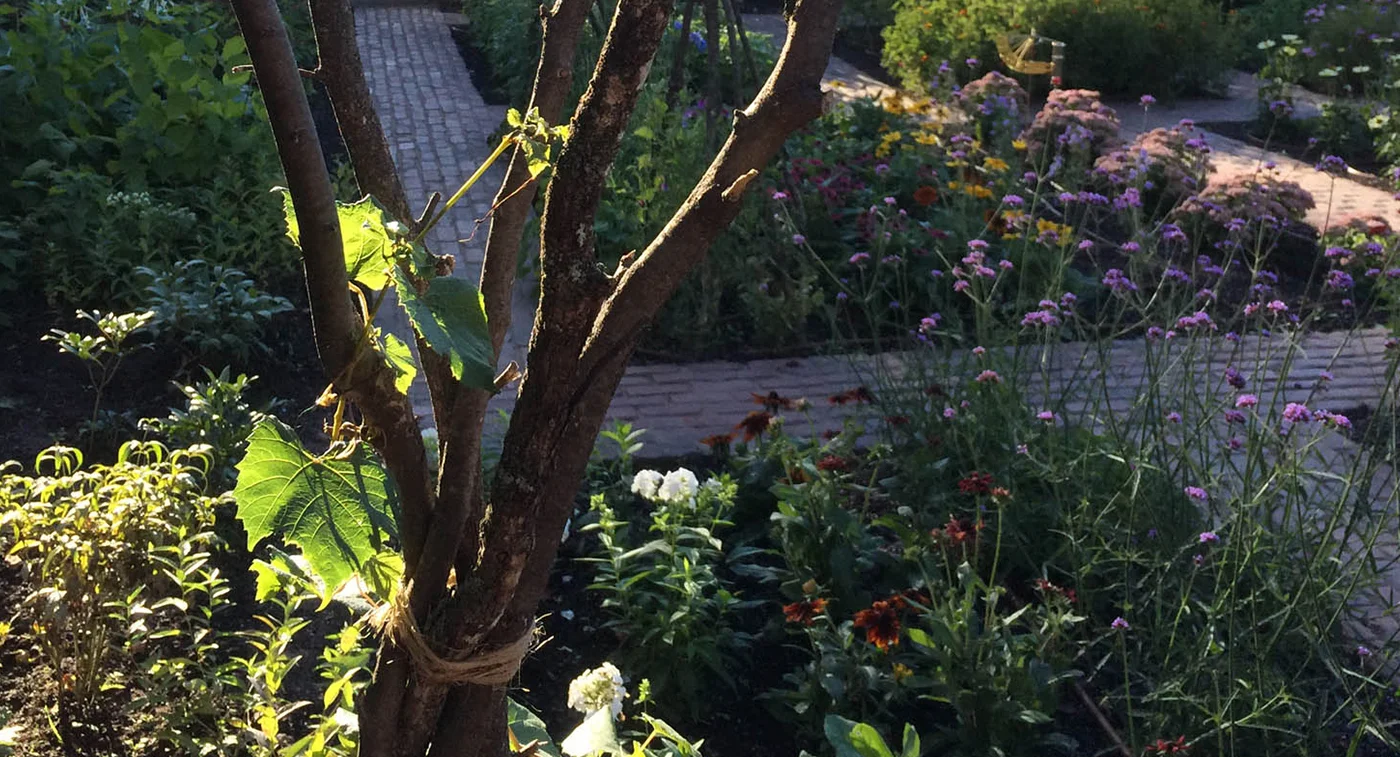 Wisconsin Garden 
