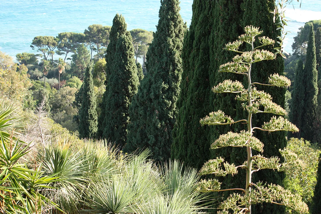 Jem Hanbury - La Mortola  (43).jpg