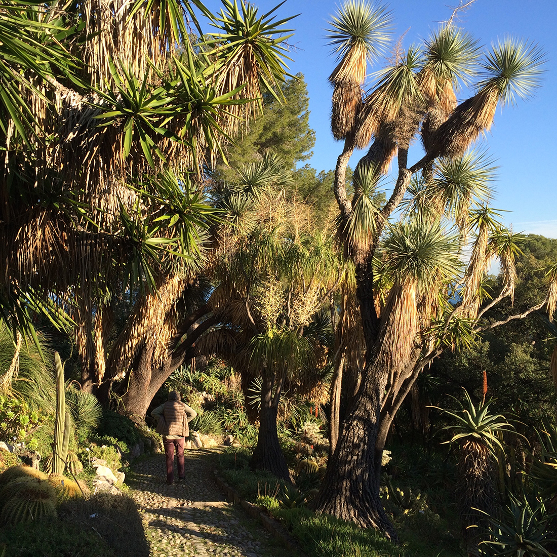 Jem Hanbury - La Mortola  (40).jpg