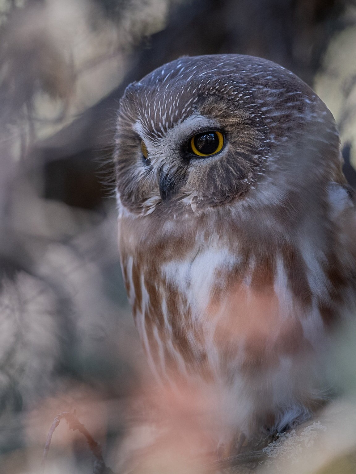   "Northern Saw-whet Owl"  by  airboy123  is licensed under  CC BY-NC-SA 2.0  