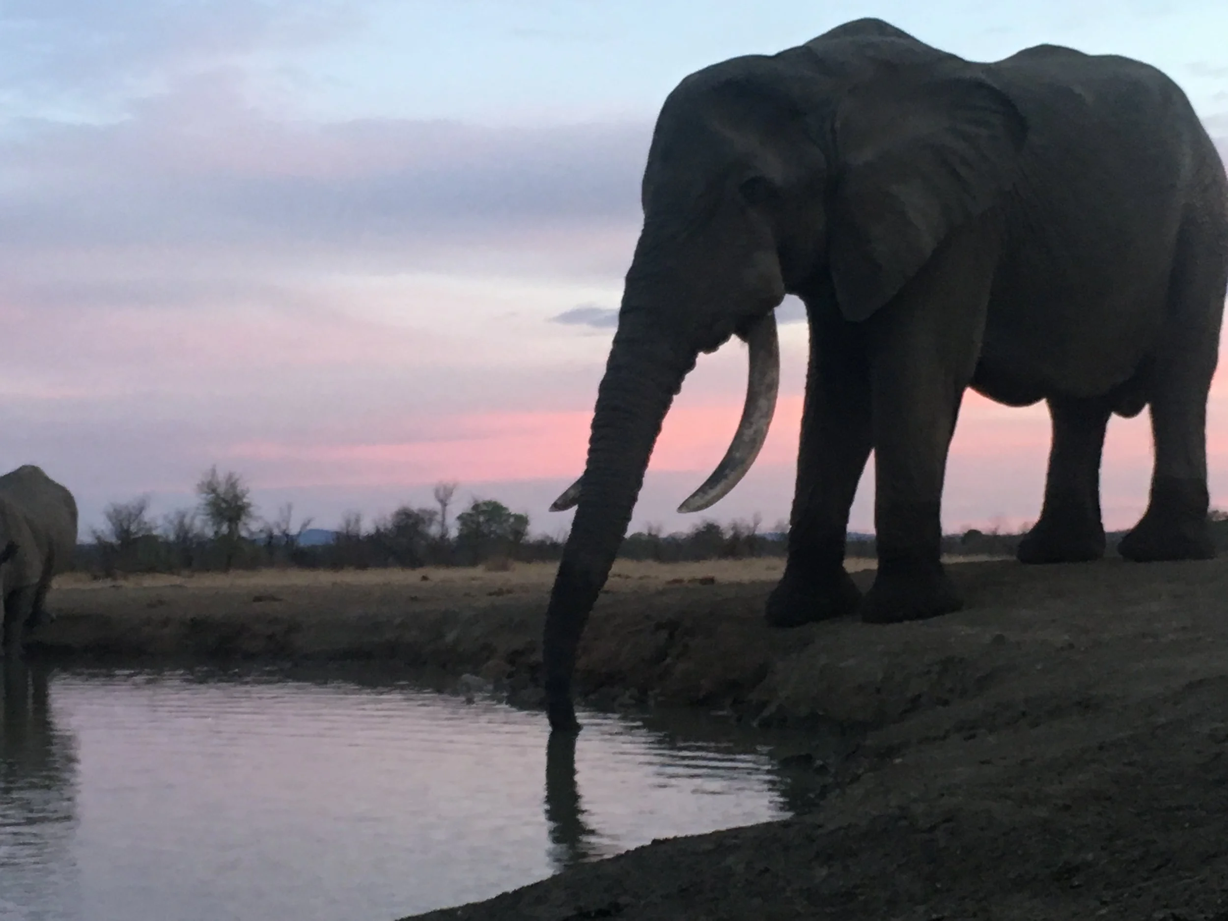 On Safari at Singita Pamushana Lodge