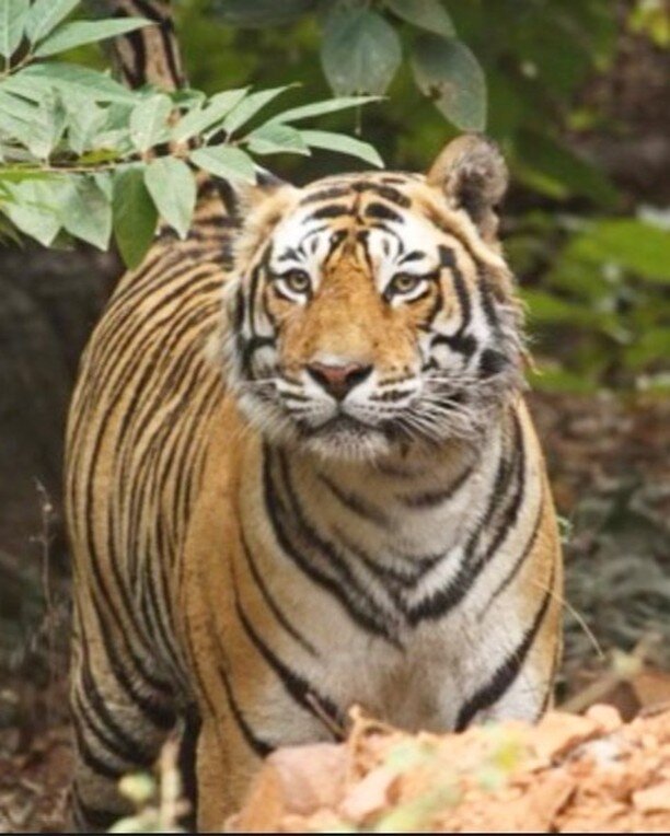 Seeing wild tigers in their natural habitat at Ranthambore National Park is never guaranteed, so it was a thrilling surprise for recent clients visiting @aman_i_khas to not only spot this Bengal tiger from a distance, but after hours of watching and 
