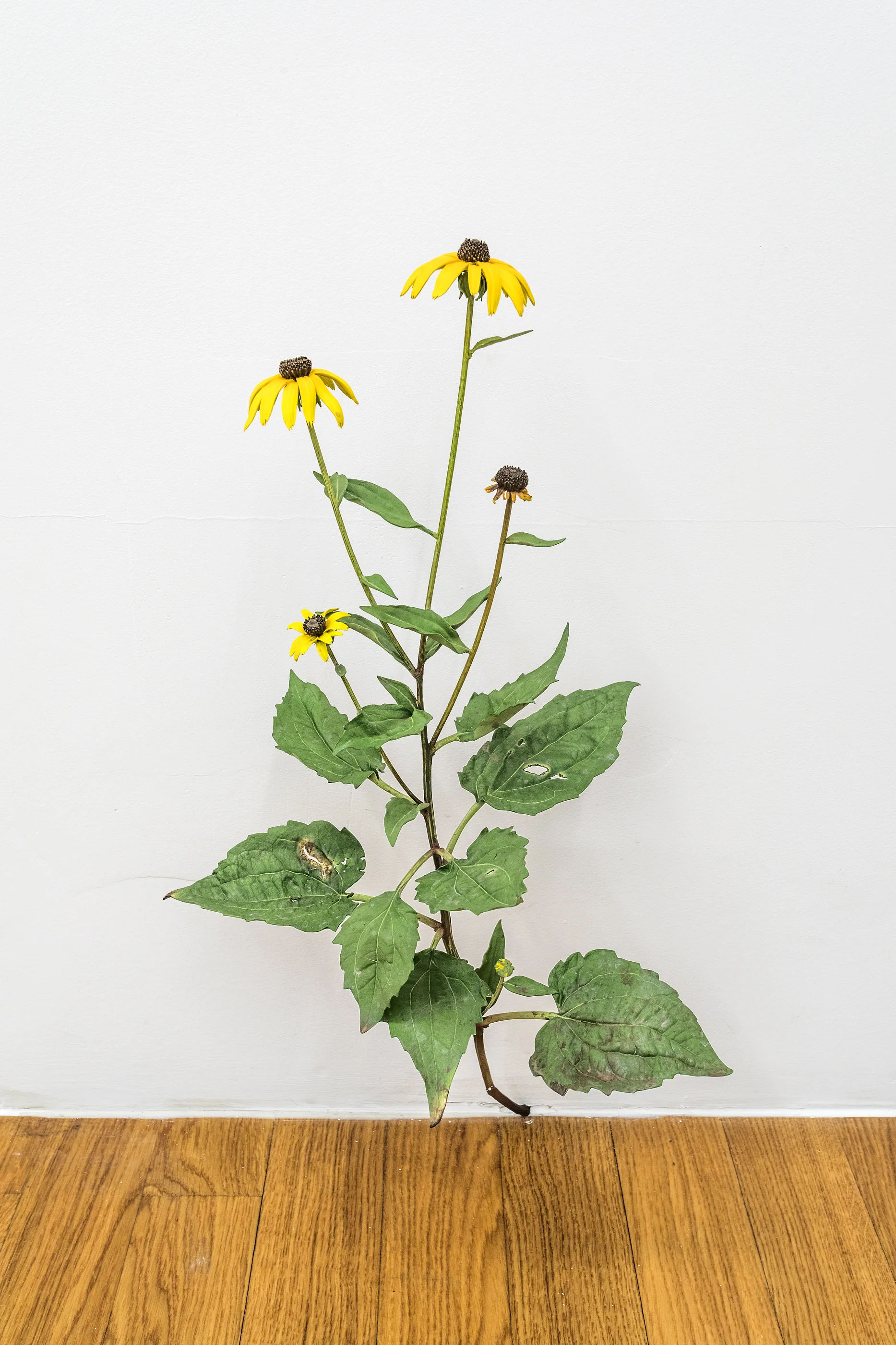 Tony Matelli Weed #431 2018 Painted bronze 23 1/4 x 13 x 9 inches