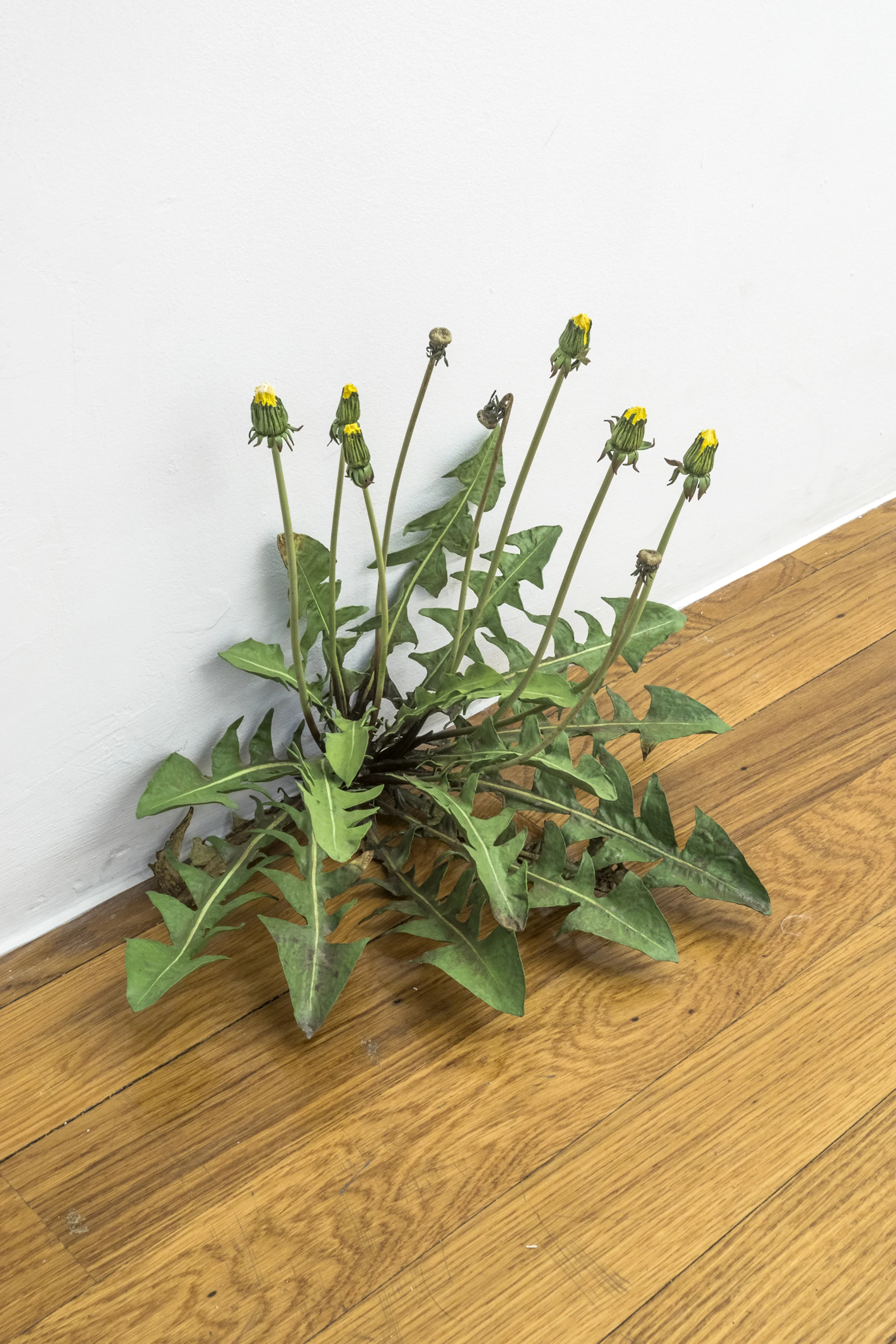Tony Matelli Weed #437 2018 Painted bronze 11 x 18 x 10 inches