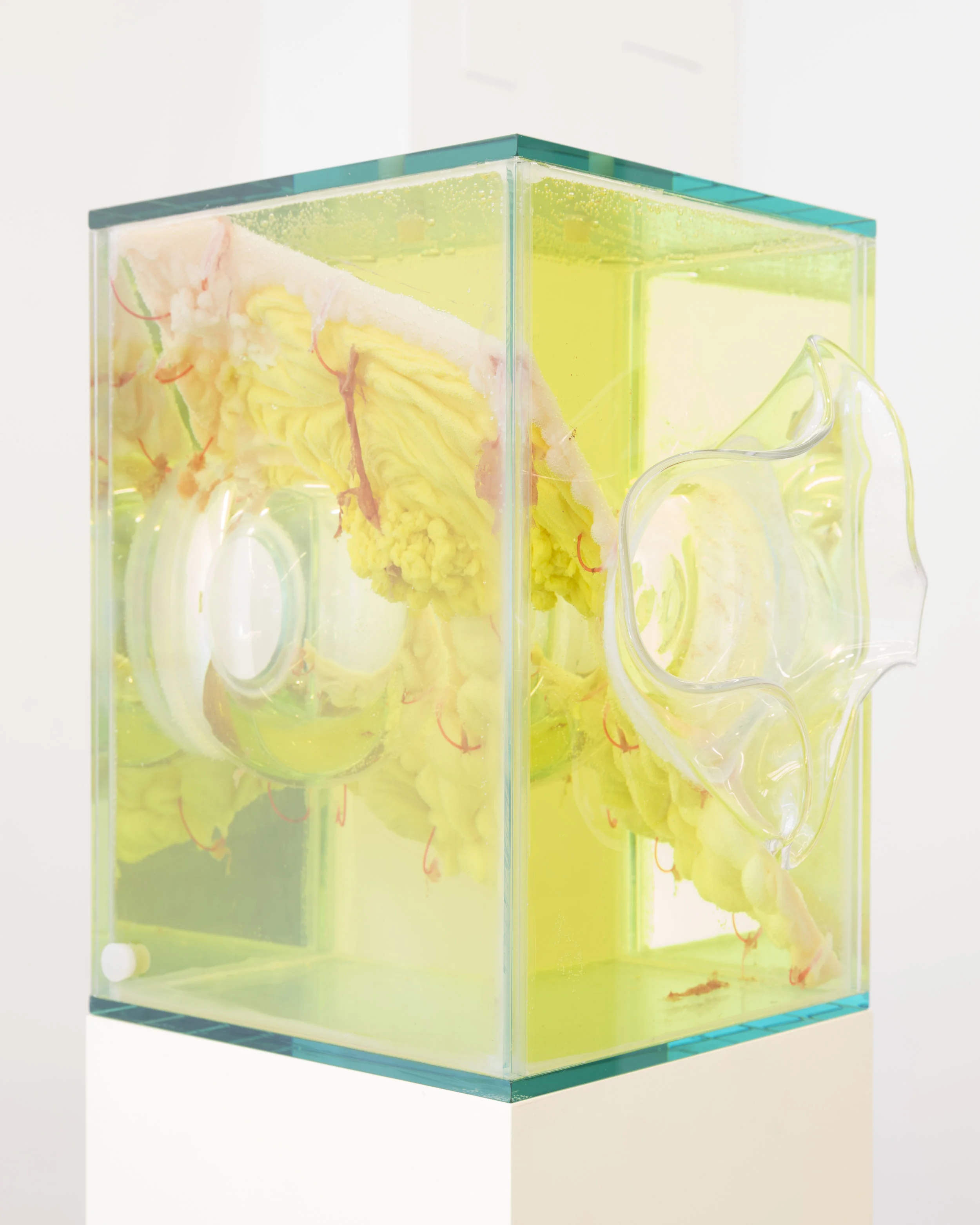 Jennifer Sirey Swiile 2019 Glass, bacteria, vinegar, water, monofilament, wax, food coloring, MDF, and paint 62 1/2 x 11 x 11 1/2 inches