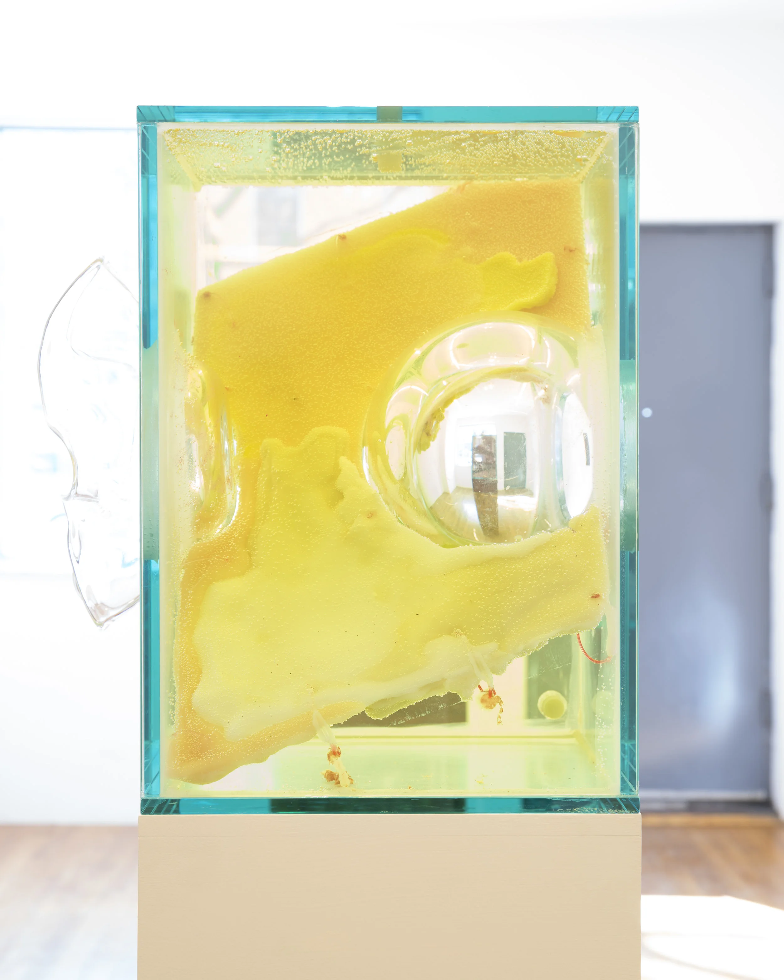 Jennifer Sirey Swiile 2019 Glass, bacteria, vinegar, water, monofilament, wax, food coloring, MDF, and paint 62 1/2 x 11 x 11 1/2 inches