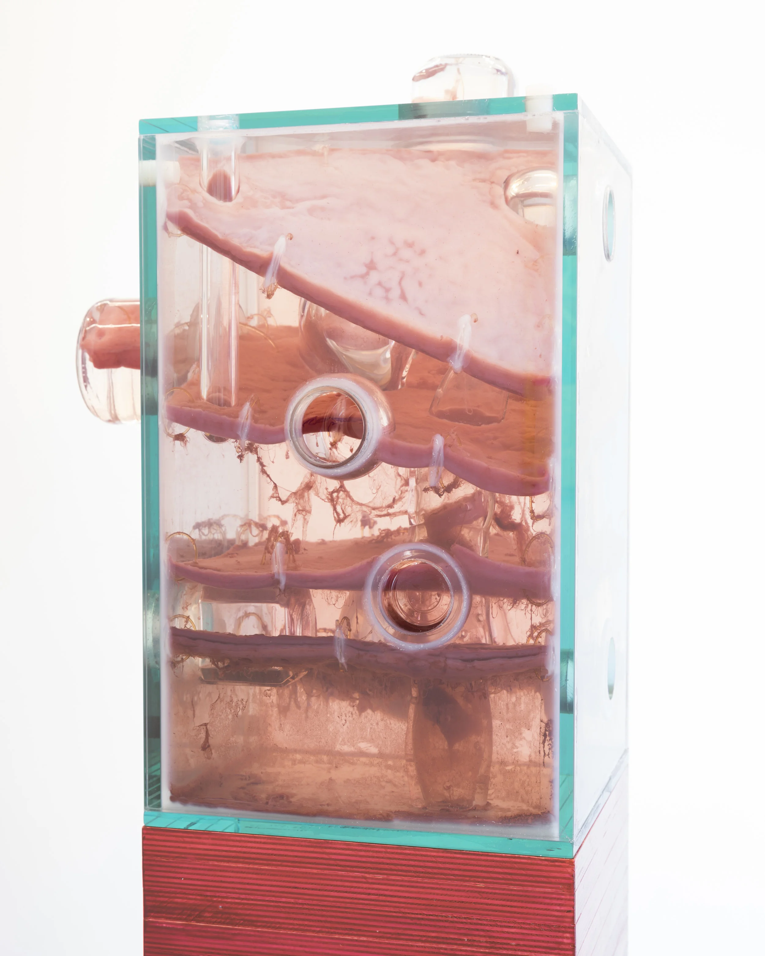 Jennifer Sirey Mongk 2019 Glass, bacteria, vinegar, water, monofilament, plywood, paint, and OSB board 63 x 10 1/2 x 10 1/2 inches