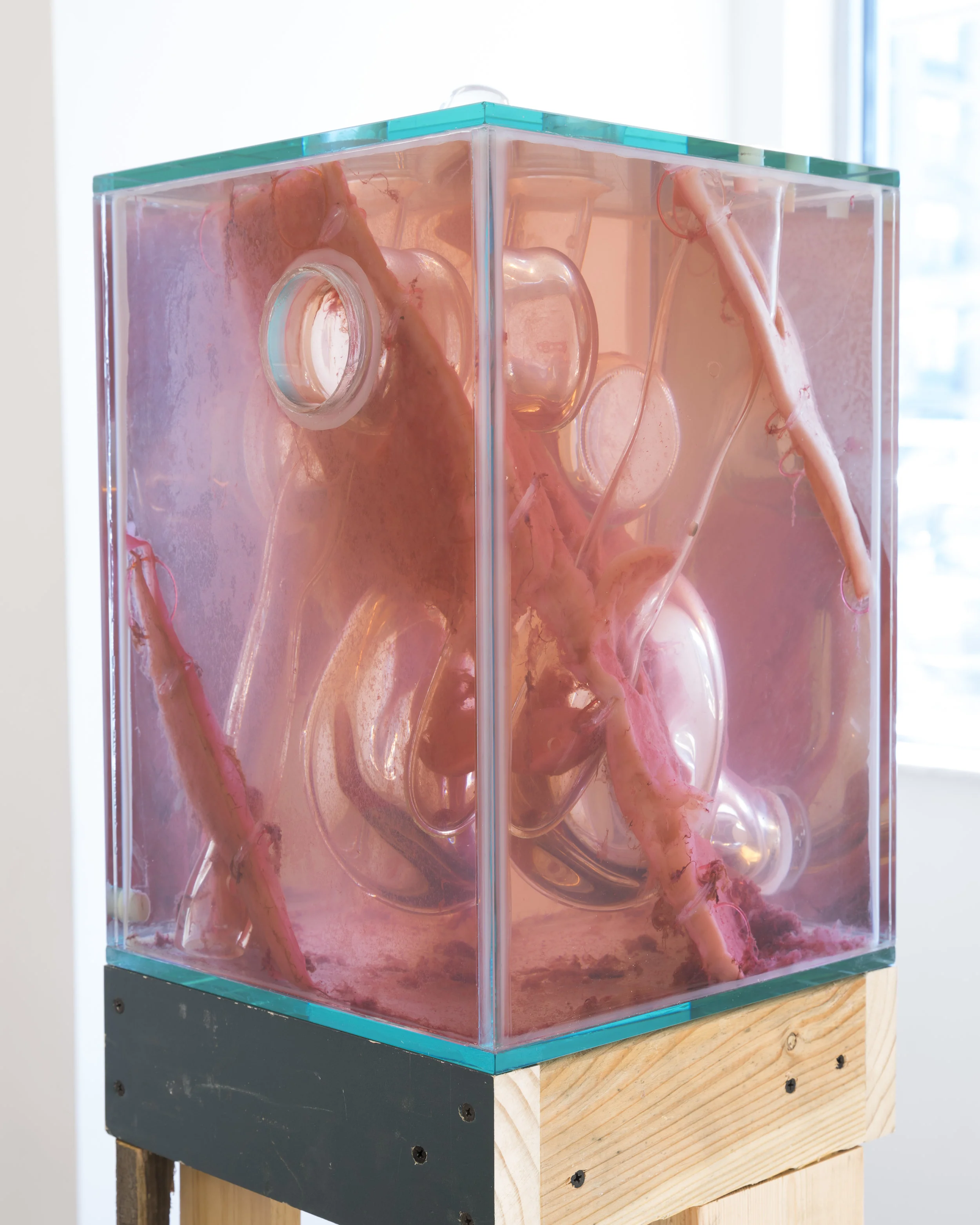 Jennifer Sirey Umlaa 2019 Glass, bacteria, vinegar, water, monofilament, and wood construction scraps 61 1/2 x 11 1/4 x 11 1/4 inches
