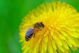 BeeDandelion.jpg