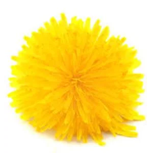 Dandelion.jpg
