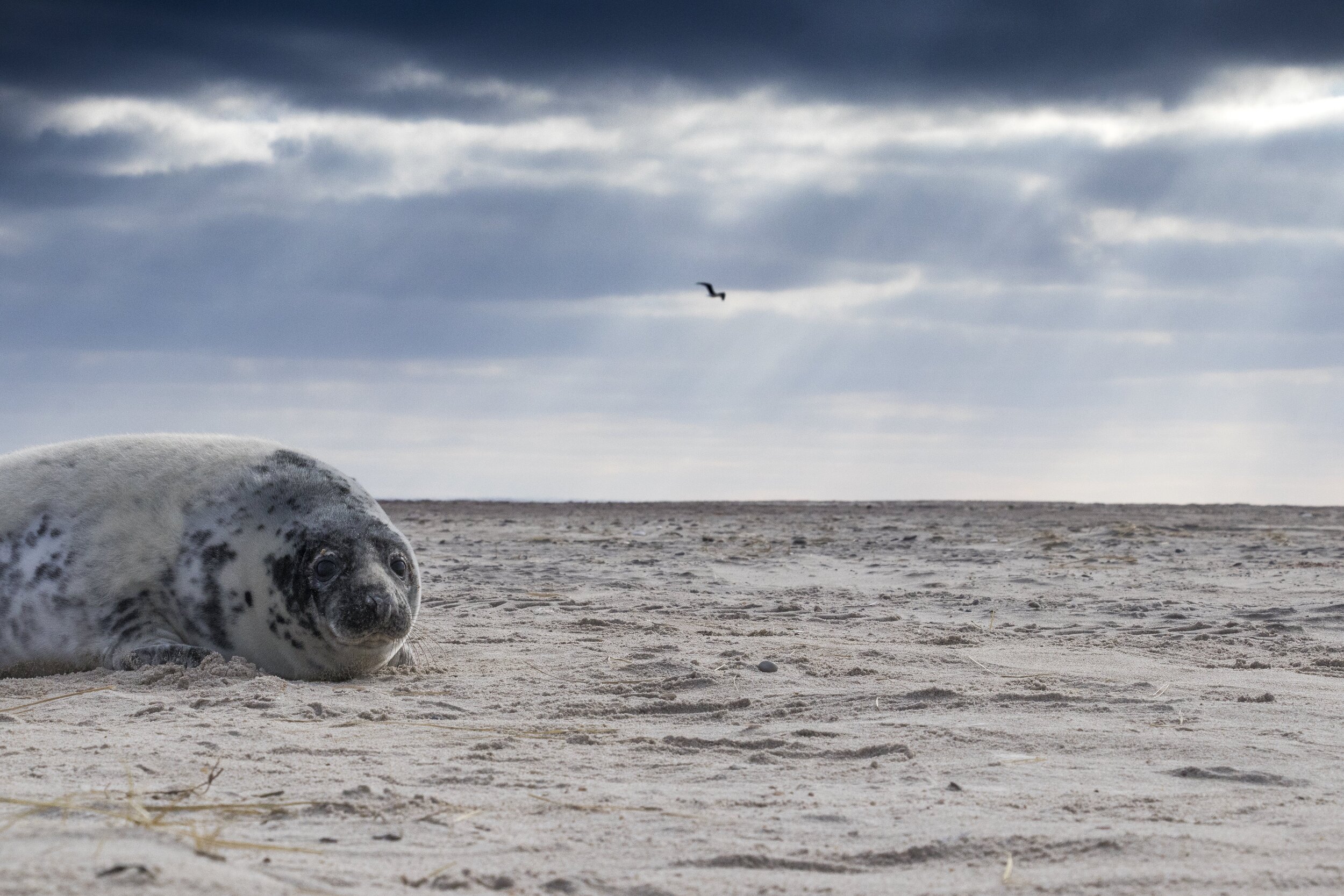 G. Duggan - lone seal.jpeg