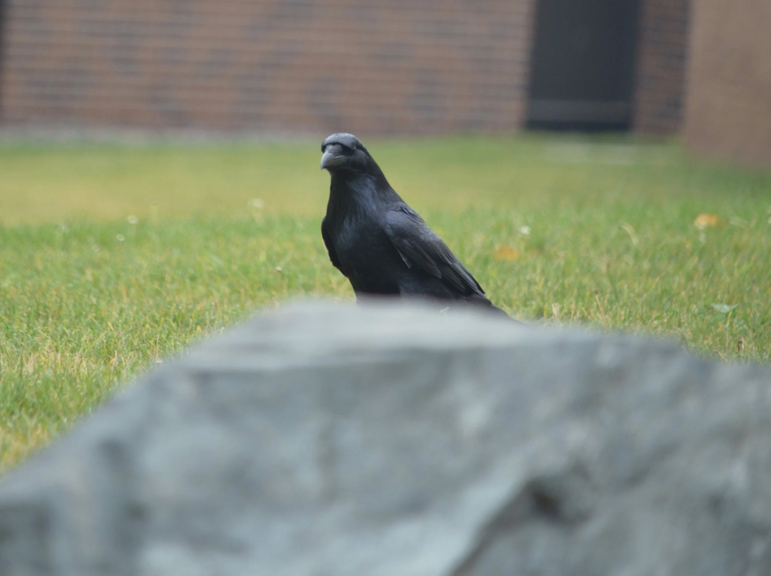 DSC_0084.jpg
