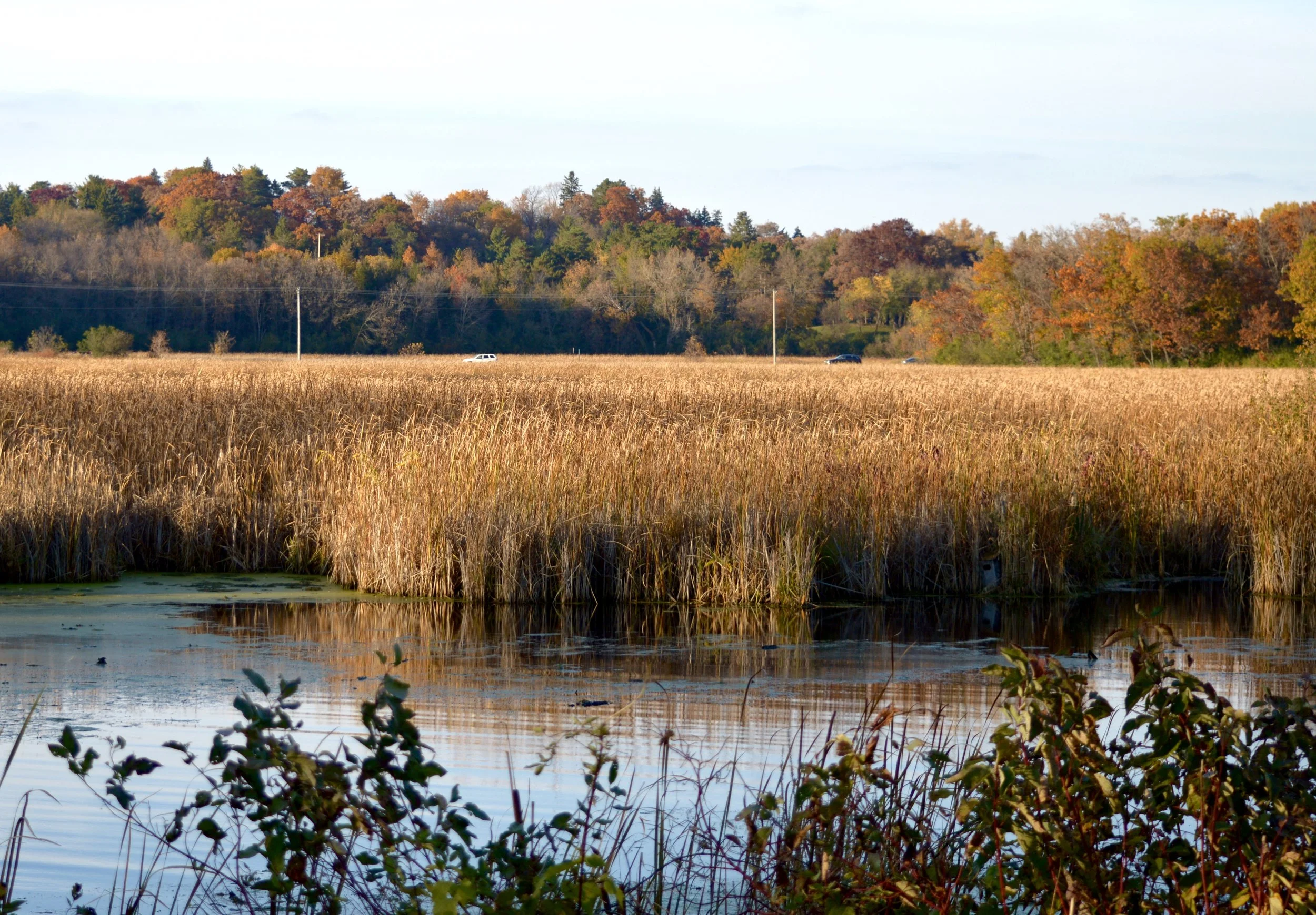 DSC_0094.jpg
