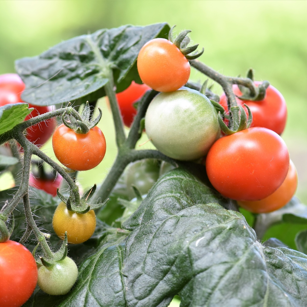 pixabay-tomato-2453386_1920.jpg
