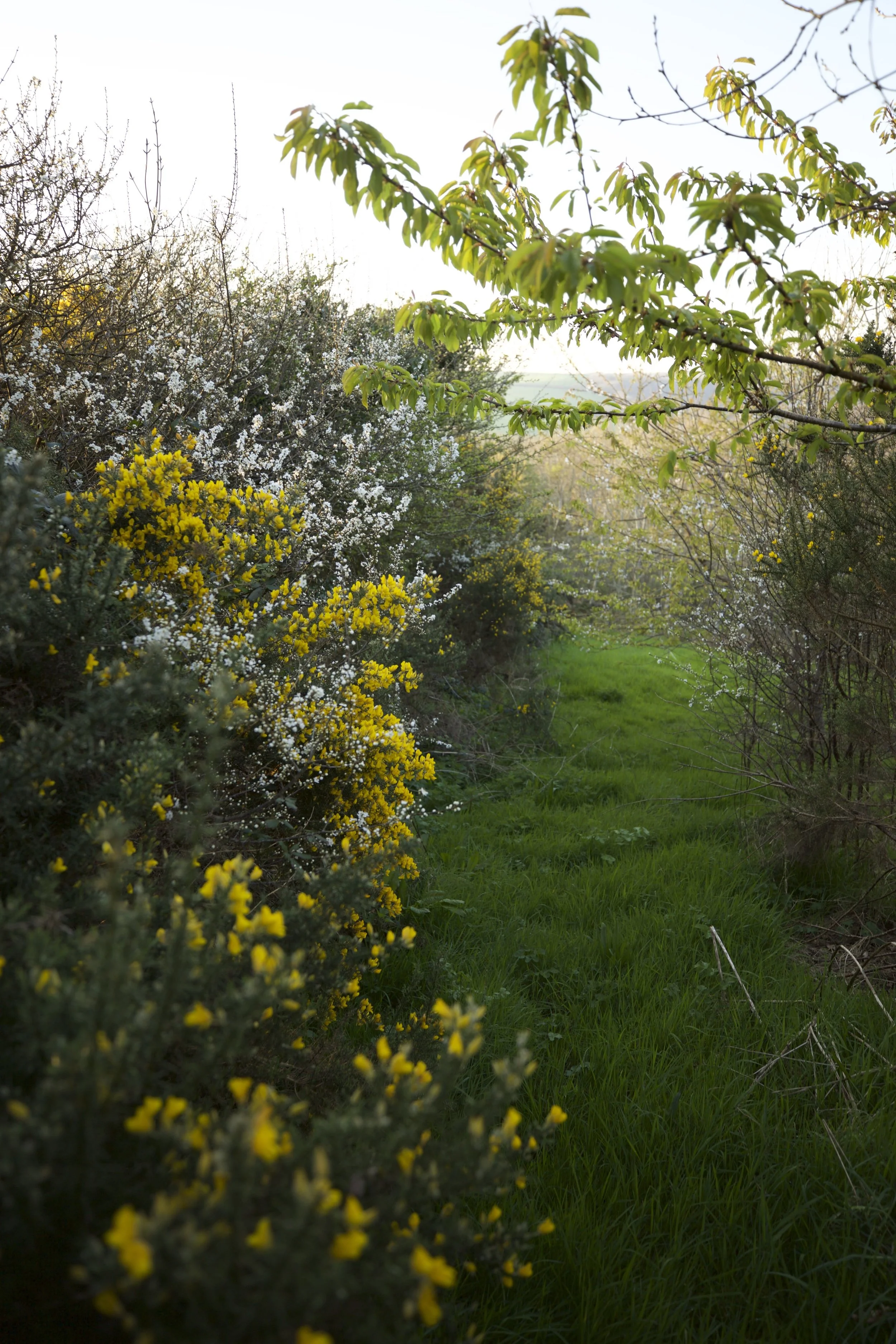 pathgorse1.jpg
