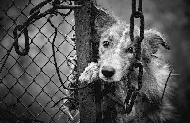 Animal Cruelty and Domestic Violence — Denton Animal Support Foundation