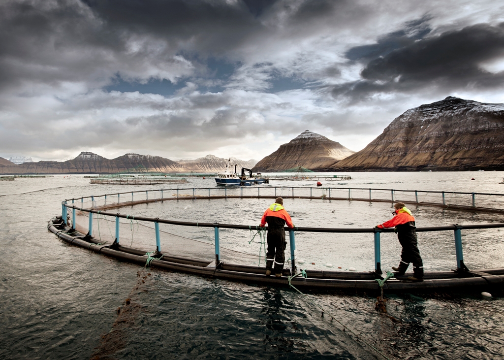 Salmon Farm in Faroe Islands Credit: www.bakkafrost.fo