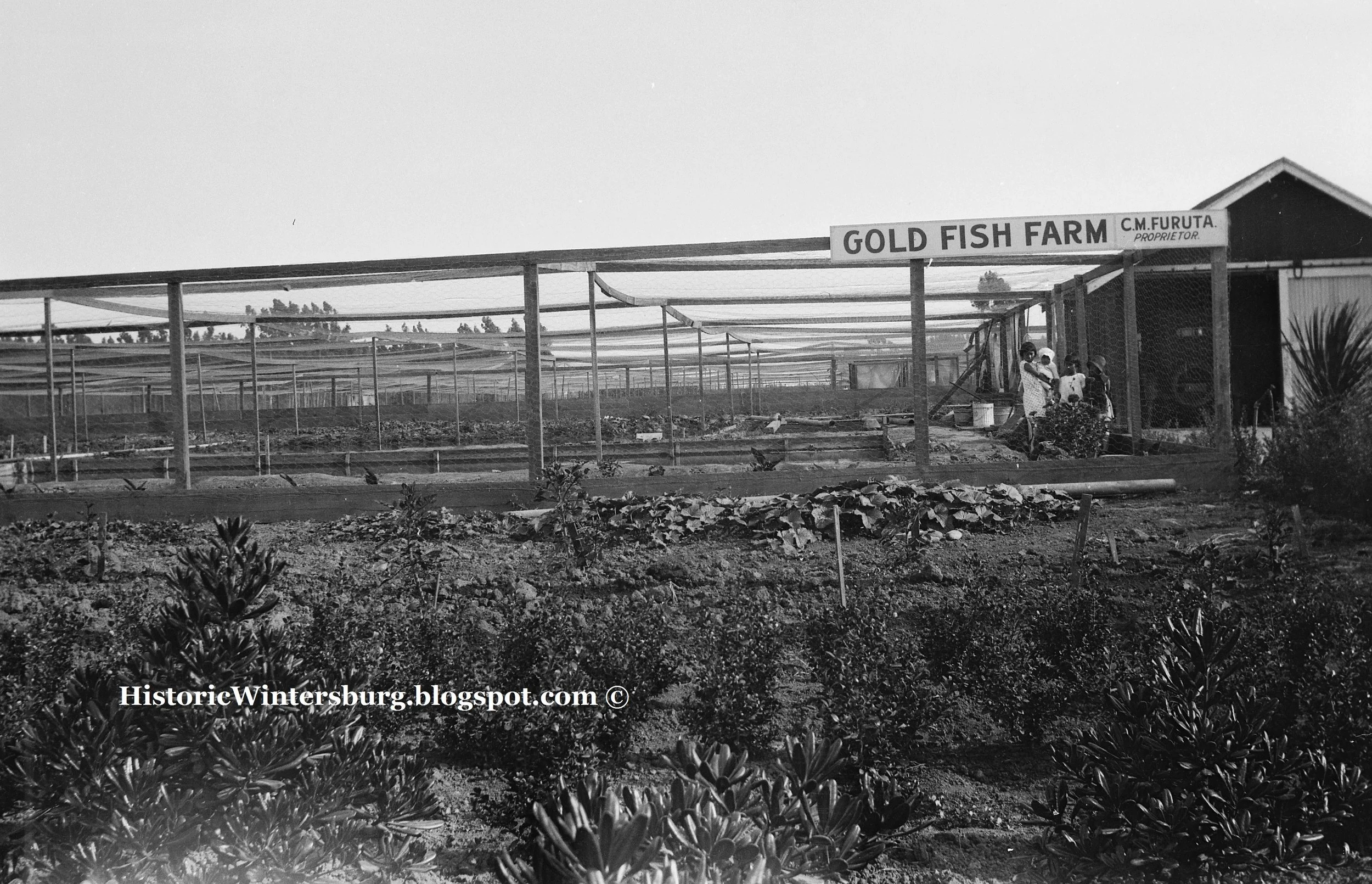 Furuta - Gold Fish Farm_watermark.jpg