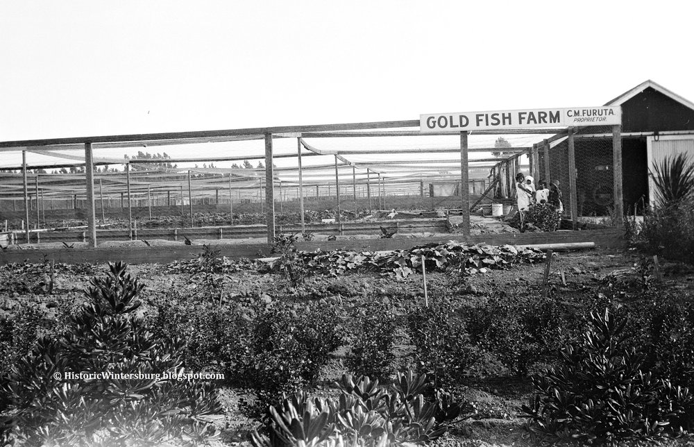 Fig. 6  Gold Fish Farm, C.M. Furuta proprietor, c. 1920s. HistoricWintersburg.blogspot.com.