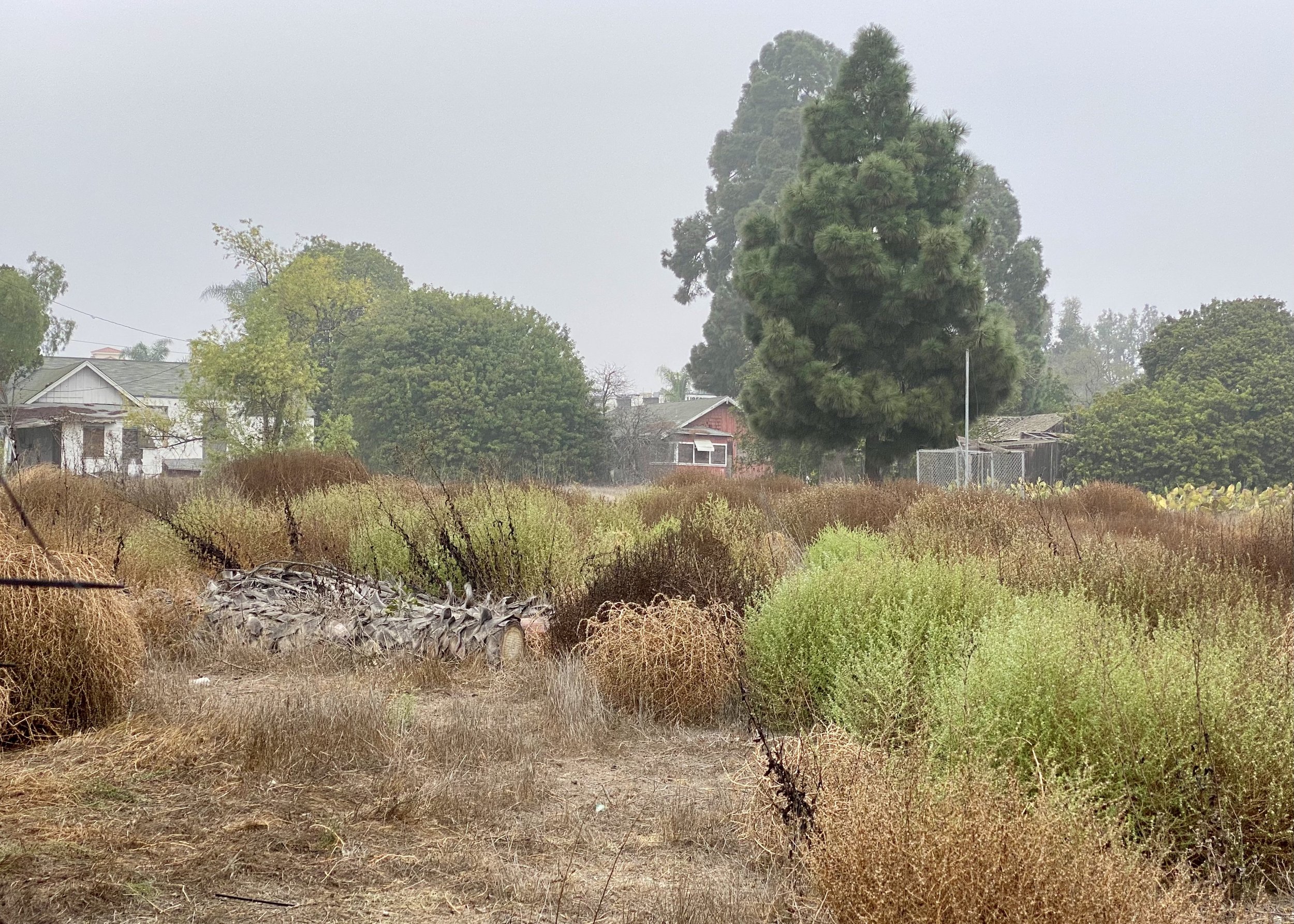 Fig. 15  View northeast. Dry brush and weeds throughout property. Jason Foo, Nov. 2021.