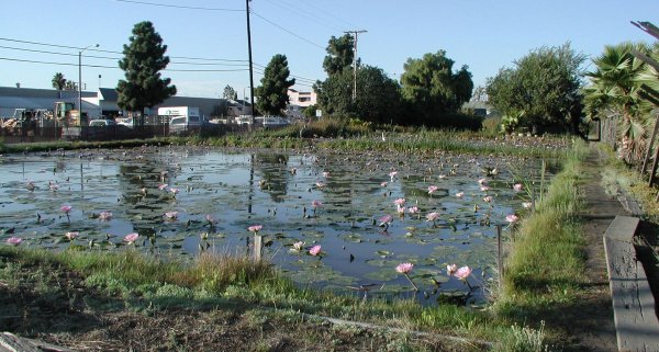 Fig. 10  Furuta farm, water lily ponds. Orange County Register, 2014. Image date unknown.