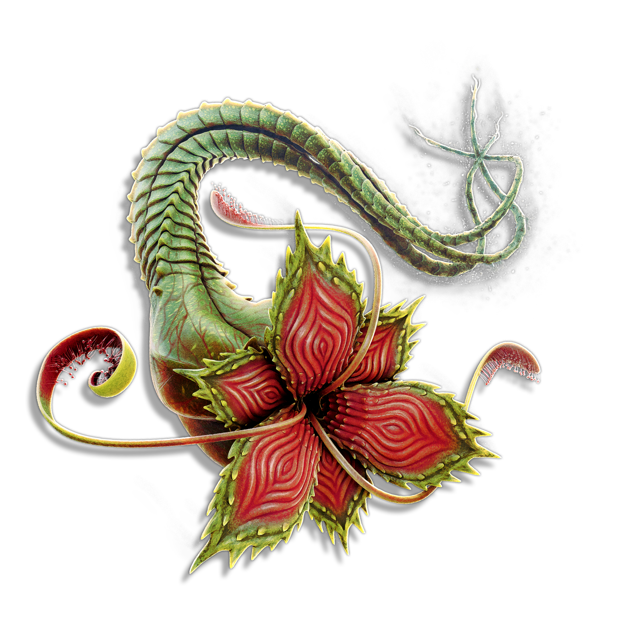 Auger Maw_Transparent.png