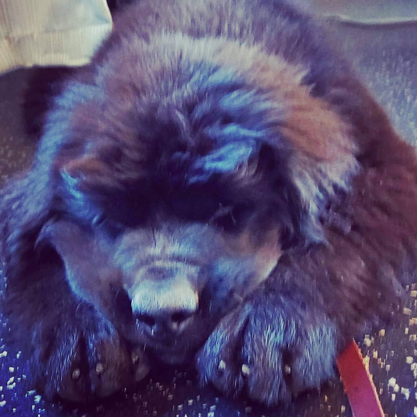 Happy #sleepysunday !! 

#newfiesofinstagram
#newfoundland #puppyclass #instadogs #dogsofyeg #yeg #dogtrainingyeg