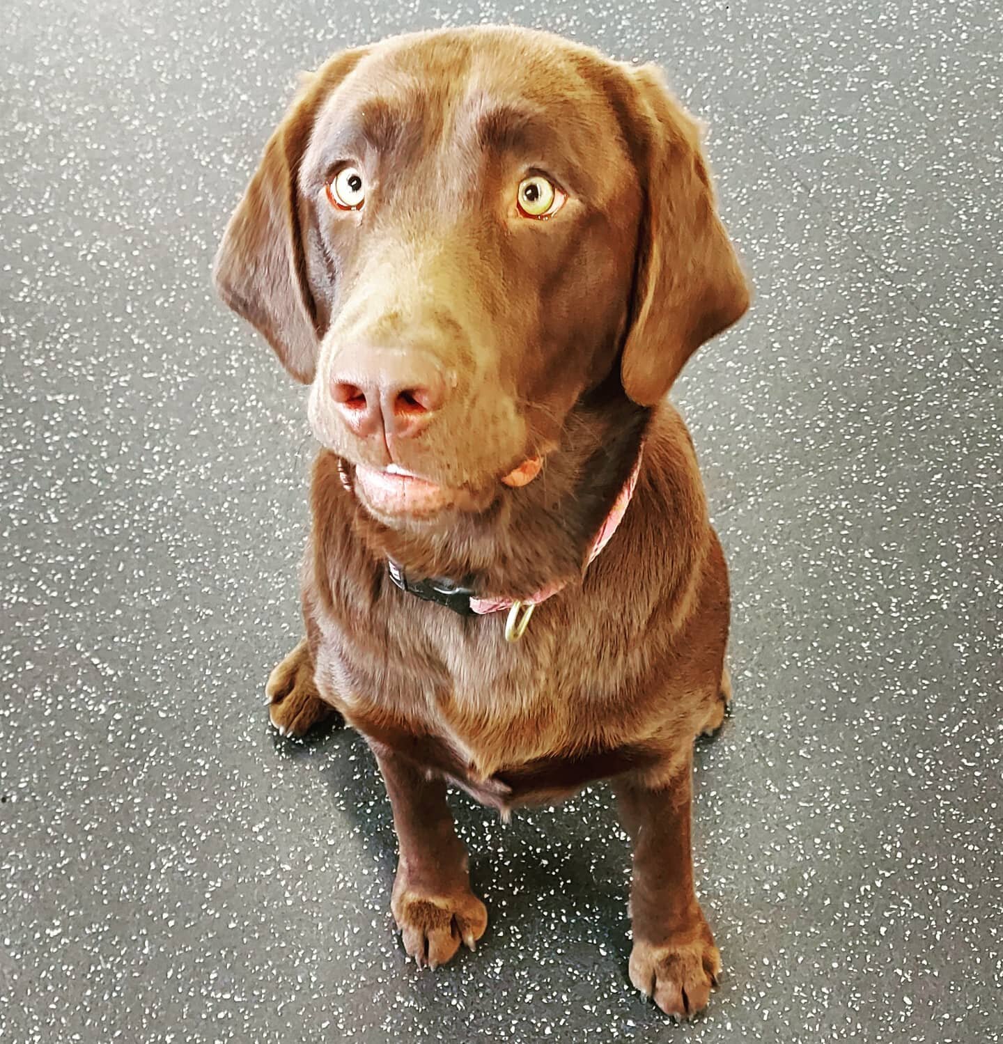 That moment you hear they're gonna &quot;train&quot; you....

#soworried #mannersareoverrated #labrador #labsofinstagram #dogsofyeg #yeg #dogfriendlyyeg #dogtrainingyeg @dogsofinstagram @dogs.media
