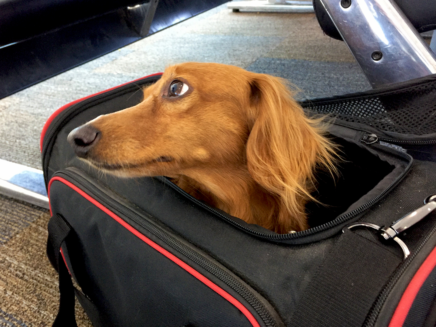 LILY IN HER CARRIER