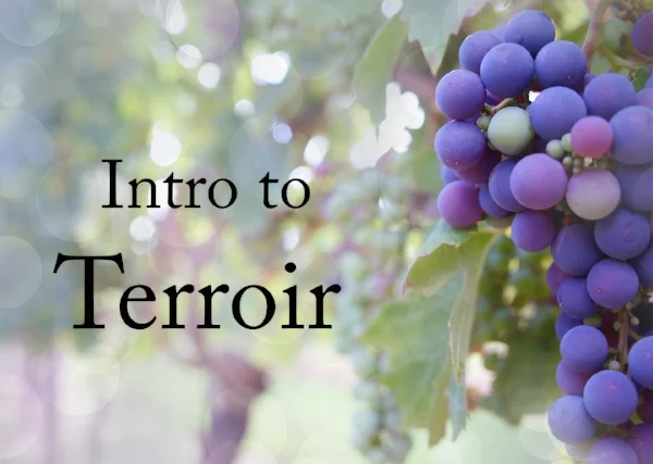 Episode 039 - Intro to Terroir.jpg